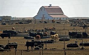 Any animals you have in the farm you need to feed and water them and do many other things. This is easy if you are organized and it rains enough, because the food grows and the animals can eat and drink. But what about when there is a drought. 