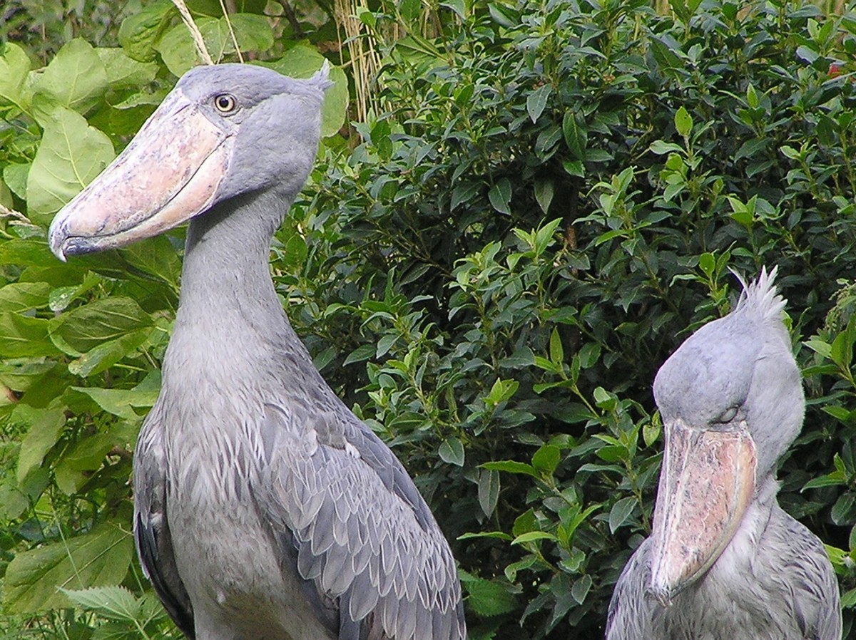 Image result for shoebill stork pictures