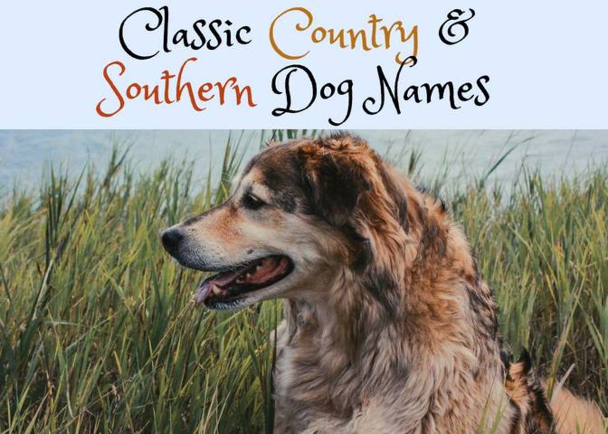 200 Traditional Country Western And Southern Dog Names Pethelpful