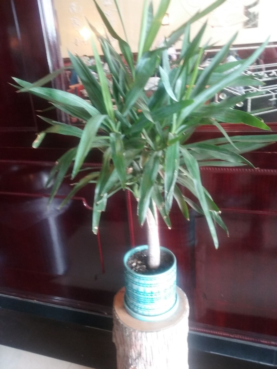 Live plants add to the decor at Ichiban Grill Restaurant in Greensboro, NC 
