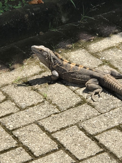 There are iguanas everywhere!