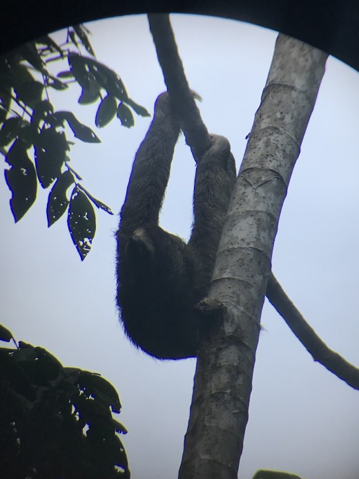 See sloths at Manuel Antonio National Park