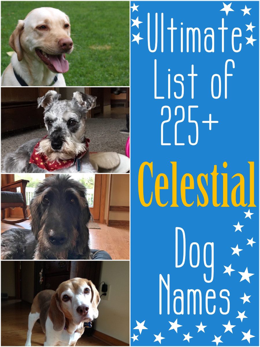 The Ultimate List Of 225 Celestial Dog Names Pethelpful