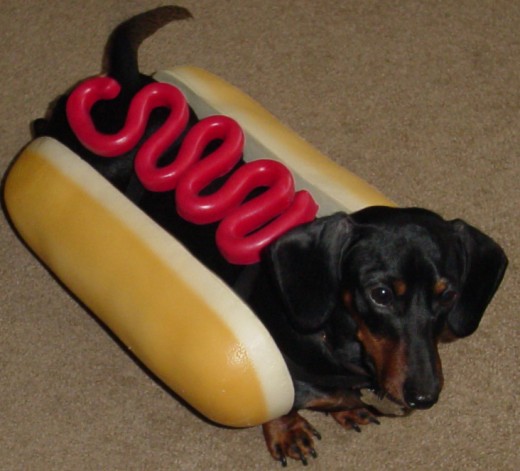 The hot dog is one of the more popular canine costumes, found at Halloween