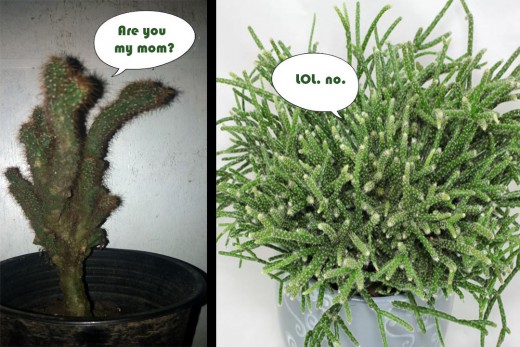 Plantricia Vs.  Rhipsalis pilocarpa