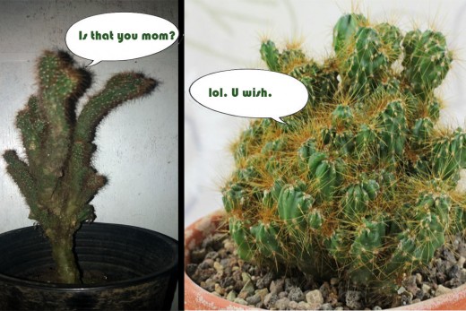Plantricia vs. Cereus repandus var. Monstrosus