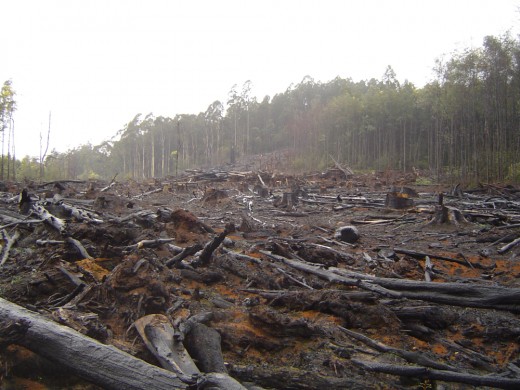 Animal agriculture is a major cause of deforestation. 