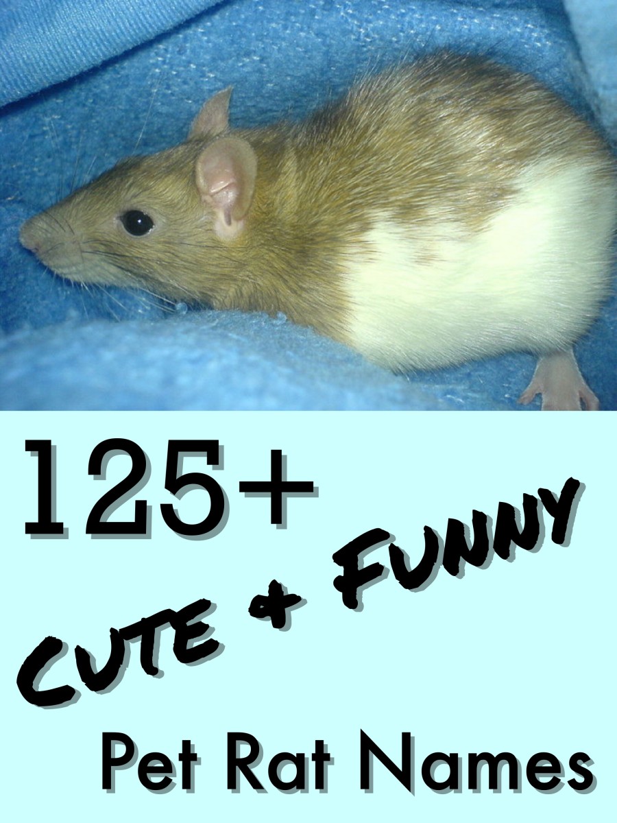125 Cute And Clever Names For Your Pet Rat Pethelpful