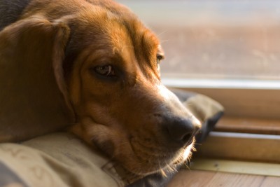 Older dogs may have special needs.
