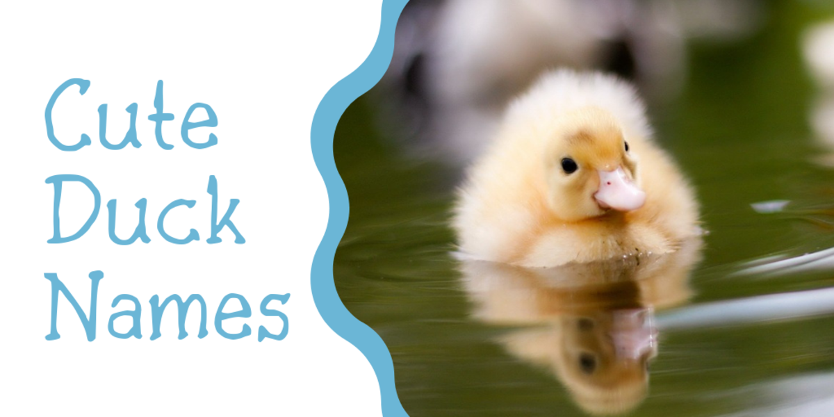 250 Duck Names For Your Feathered Friend From Aflac To Xerxes