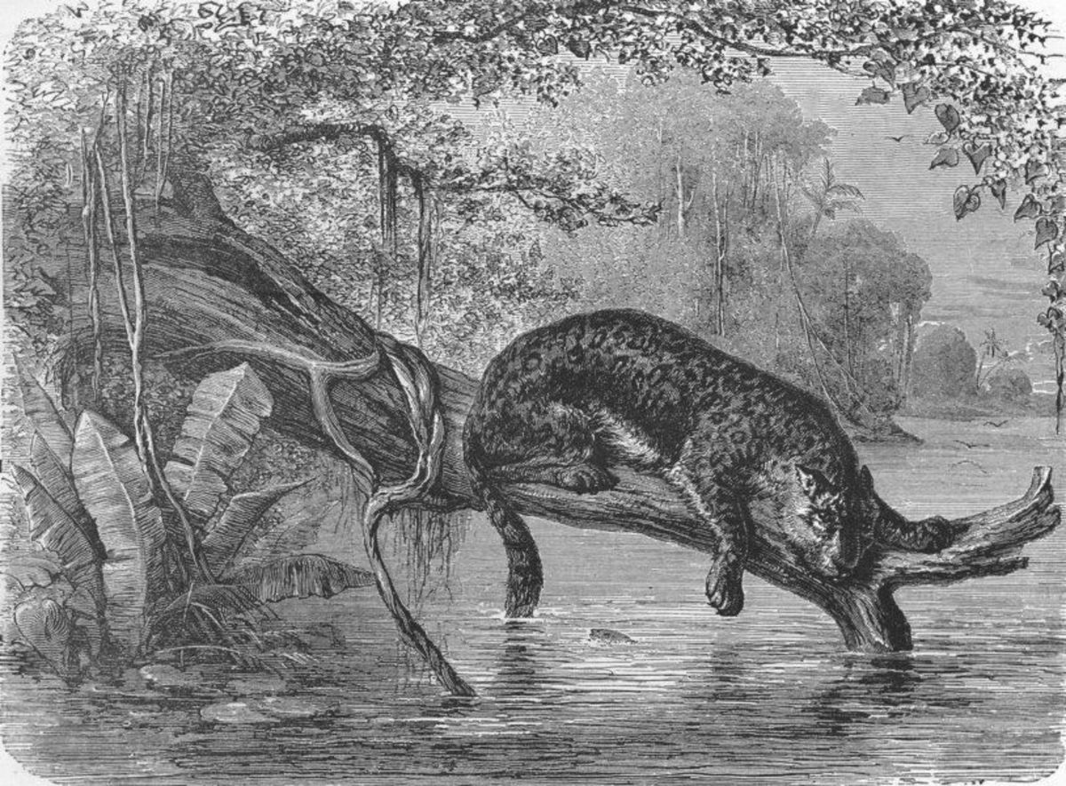 Jaguar fishing on the banks of the Orinoco River in Venezuela. Though Columbus did not venture up the Orinoco, he is generally credited as the first European explorer to set foot on the South American continent.