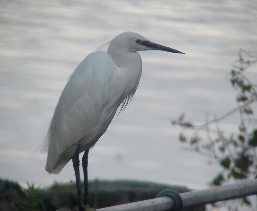 A photograph of a Little Egret taken by yours truly earlier in the year at Draycote Water, Warwickshire.