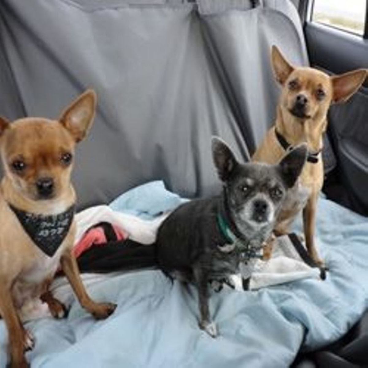 Personal Tips for Traveling With Chihuahuas PetHelpful