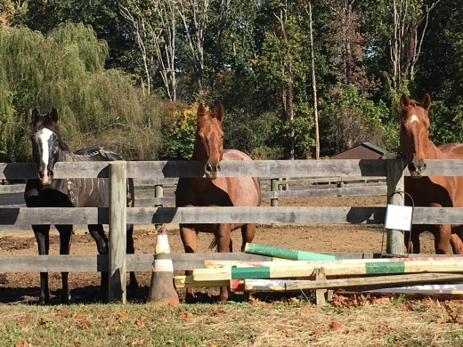 Molly with her field friends, who she likes to follow around the arena during lessons if allowed to.