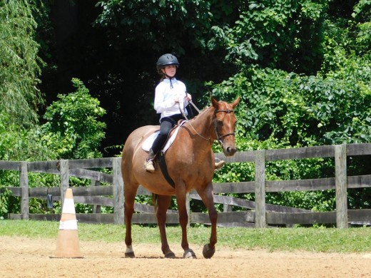 Molly in one of our on farm shows.