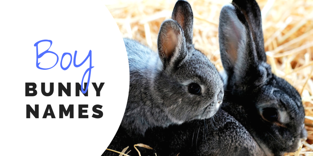350 Bunny Names For Your Floppy Eared Friend Pethelpful