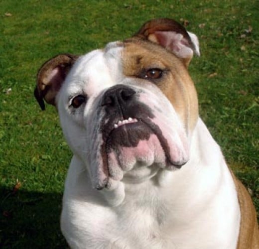 English Bulldogs