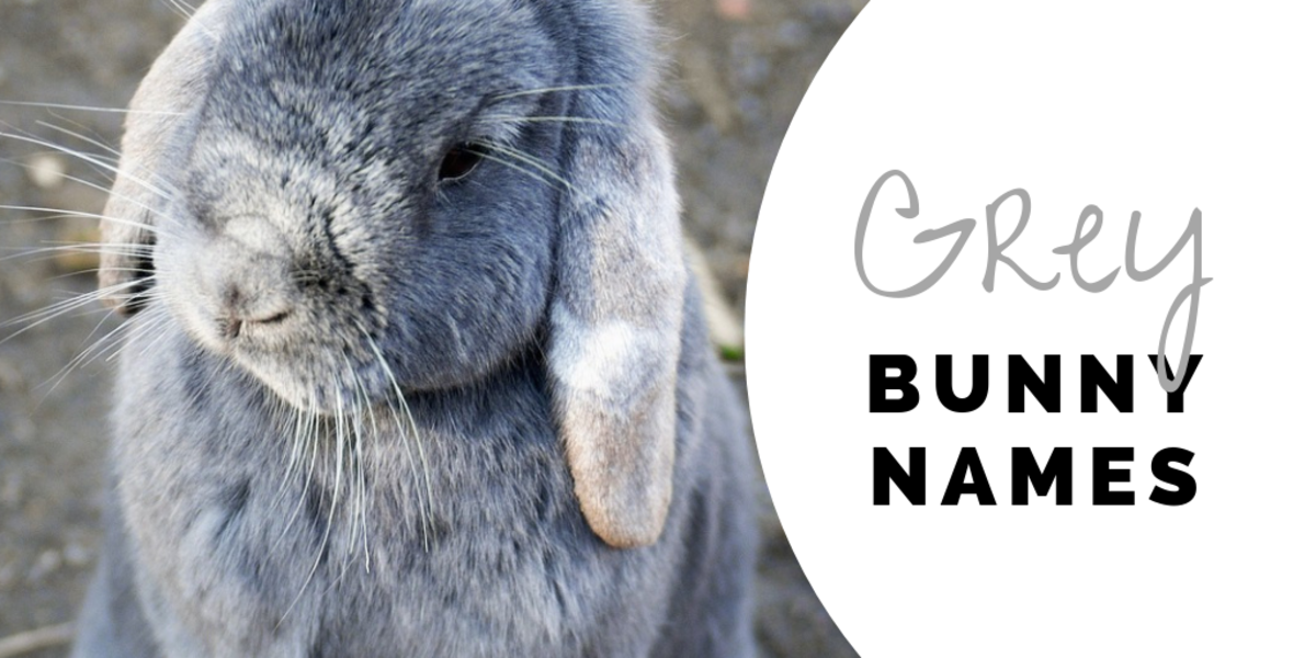 350 Bunny Names For Your Floppy Eared Friend Pethelpful
