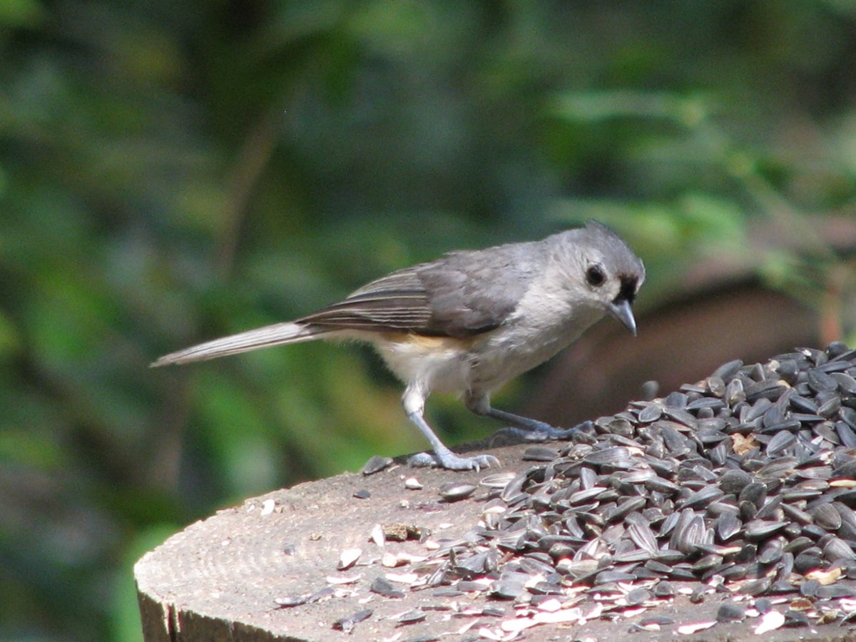 Tufted Titmouse eating sunflower seeds on a log feeder.