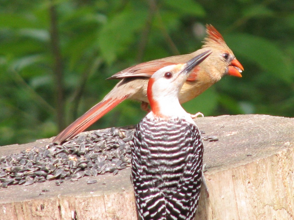 A red-bellied woodpecker and a female cardinal share sunflower seeds on a log feeder.