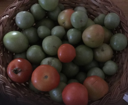 There are still some green and red tomatoes to use