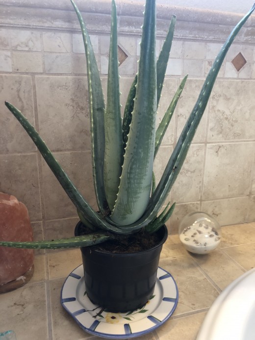 Aloe Plant  - Purchased From Amazon 