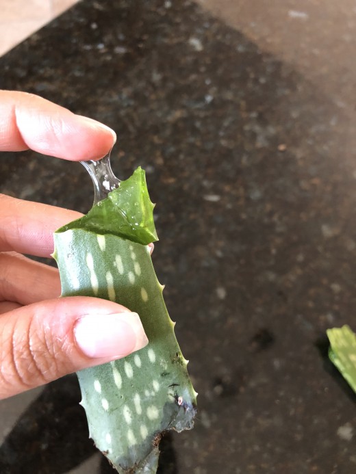 Squeezing Aloe Leaf to Extract Aloe Vera Gel 