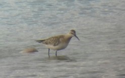 Birding Trip Report: Curlew Sandpiper at Middleton Lakes Nature Reserve 09/09/2018