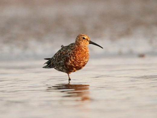 A picture of a Curlew Sandpiper in its summer plumage, where it can easily be confused for a Red Knot.