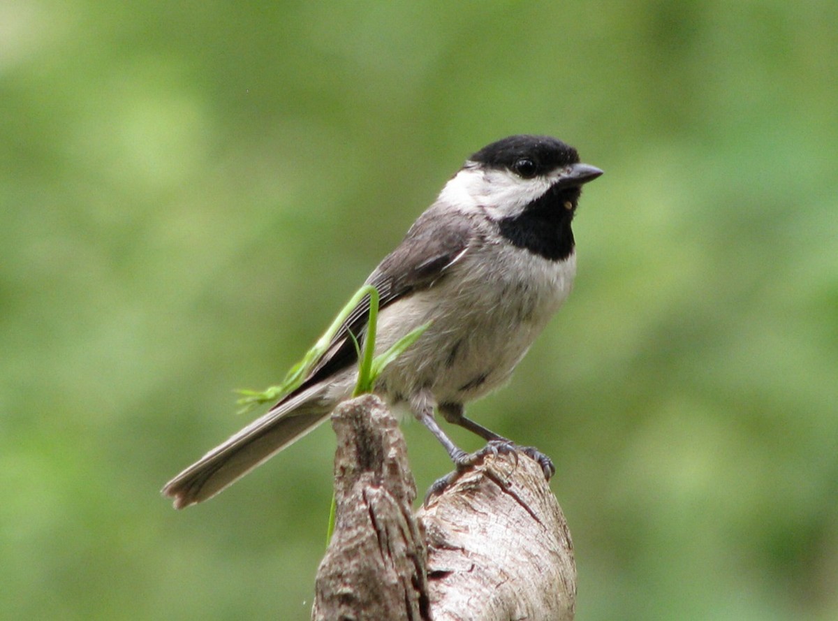 A young Carolina Chickadee perches after eating a bite of suet. You can see a drop on its throat.