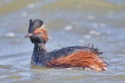 Birding Trip Report: Black-Necked Grebe at Earlswood Lakes, Warwickshire 17/09/2018