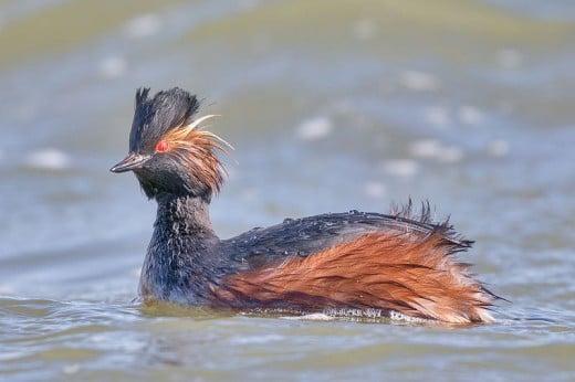A`lovely example of a summer plumage Black-necked Grebe showcasing its black cap,reddish flanks yellowish cheek feathers.