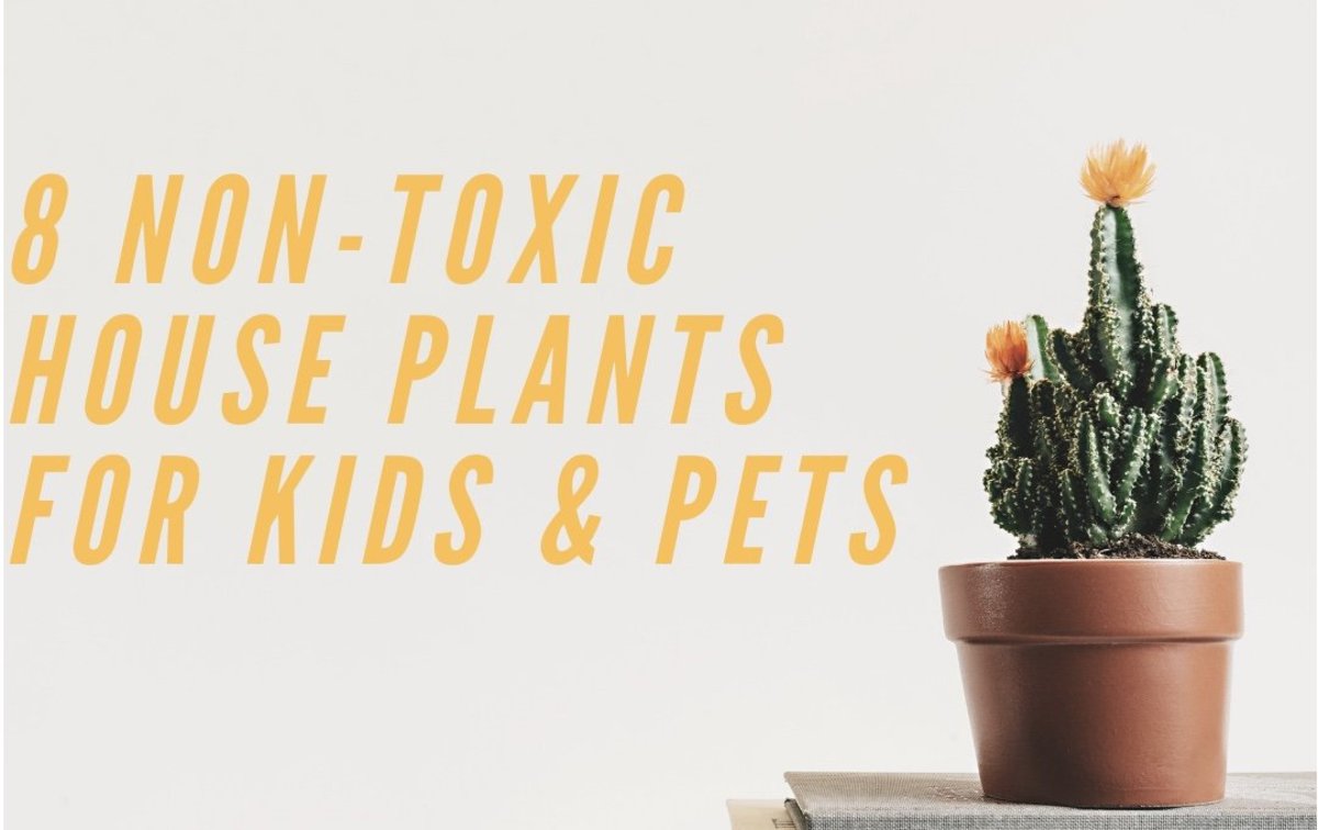 non toxic house plants dogs