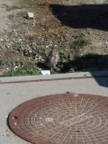 Burrowing Owl of The Big City Airport - Suburban Birding with Mel