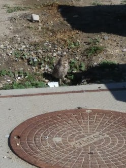 Burrowing Owl of The Big City Airport - Suburban Birding with Mel