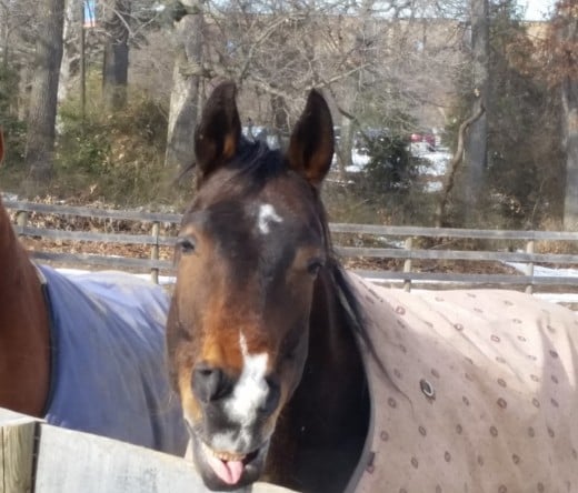 Had to include this picture of my main man, Kemerton, looks like he is expressing his opinion on my horse talk!