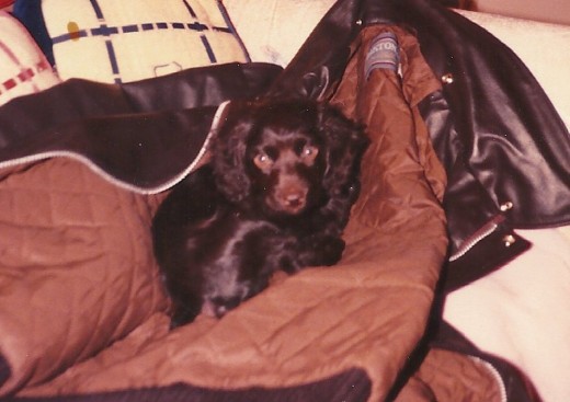 Baby picture of Miss Mocha Bean