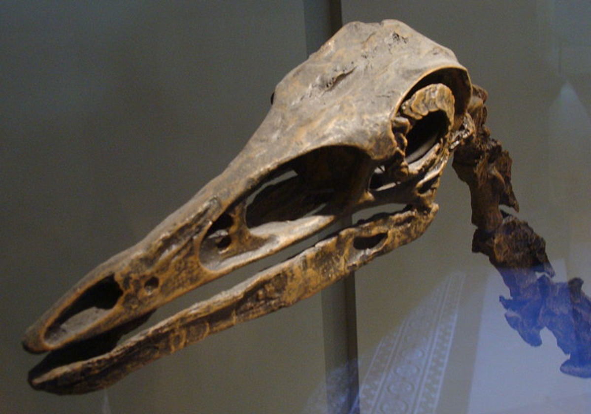 Skull of Struthiomimus