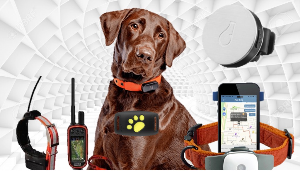 11 Tips for Choosing the Best GPS Dog Tracking Collar HubPages