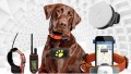 11 Tips for Choosing the Best GPS Dog Tracking Collar