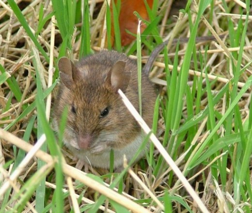 http://www.rspbliverpool.org.uk/members%20gallery%20natures.htm
