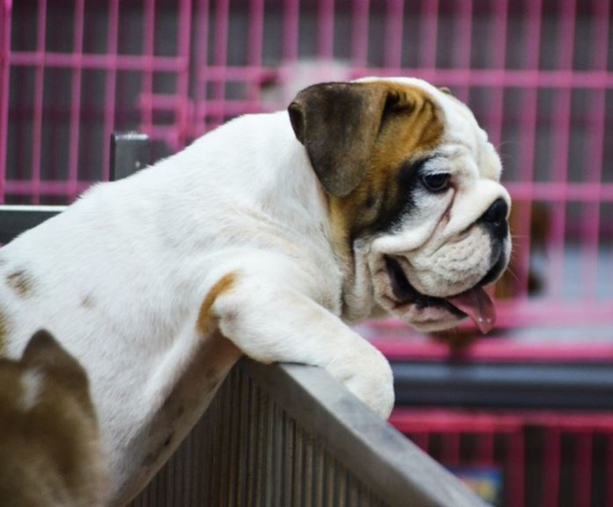 What To Expect When Adopting A Puppy Mill Rescue Dog Pethelpful