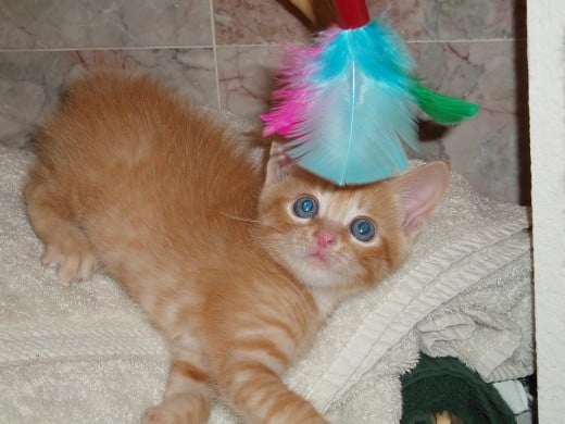 This is Dax when he was little and cute. Now he's big and mischievous, but he still likes to play with a feather on a string. He must think it's a bird. 