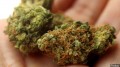 Toronto Police: No Weed for Cops Within 28 Days of Working