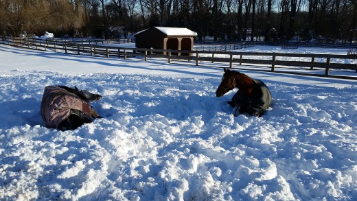 It's not too cold for the horses! They are bundled up and don't mind one bit!