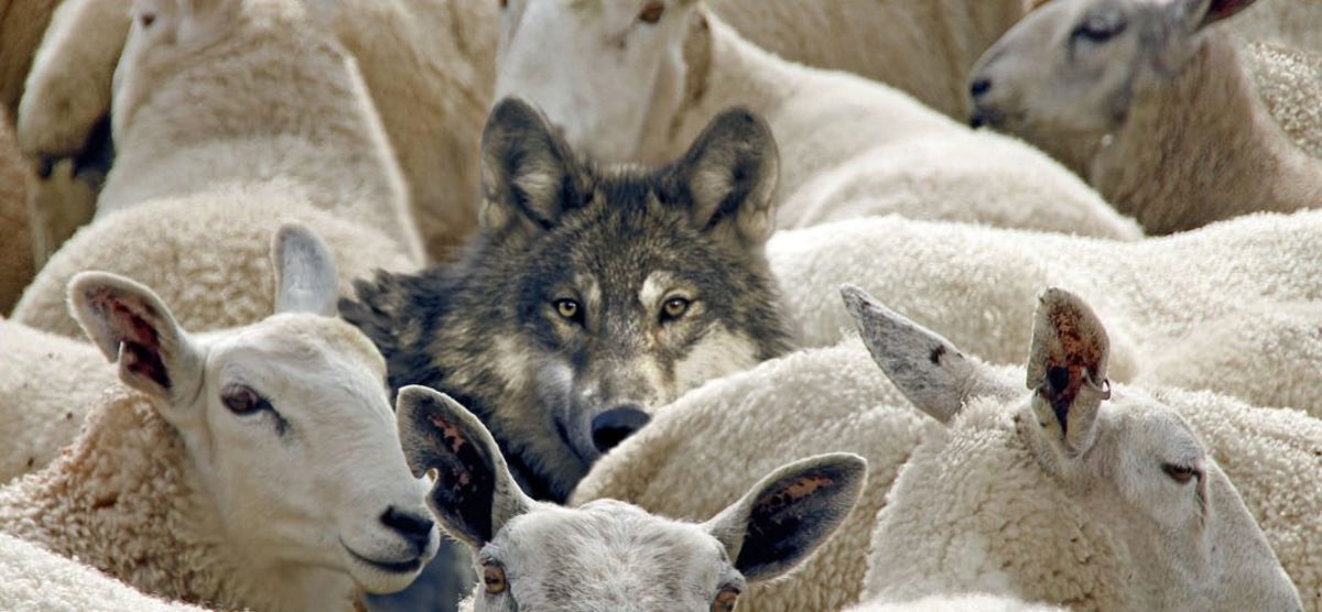 Image result for Wolves among sheep images
