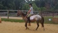 Lessons From Lesson Horses- Chapter 8