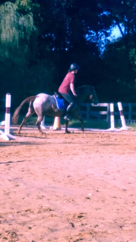 Tammy can even pop over little jumps, and canter on both leads!