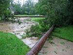 Fallen Pine Trees
