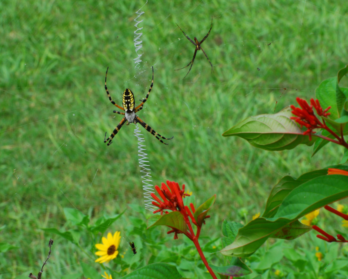 The Yellow Garden Spider Argiope Aurantia Owlcation